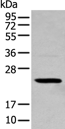 Rabbit Polyclonal Antibody to TCEAL4