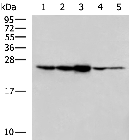Rabbit Polyclonal Antibody to RAB11A