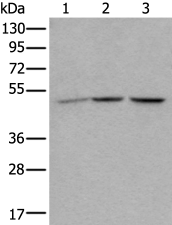 Rabbit Polyclonal Antibody to NUDCD3