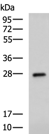 Rabbit Polyclonal Antibody to PRG2