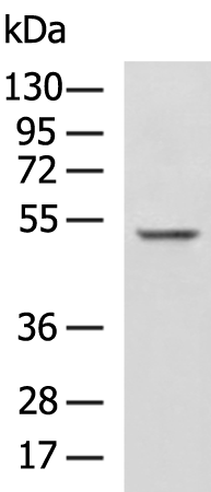 Rabbit Polyclonal Antibody to ZNF672