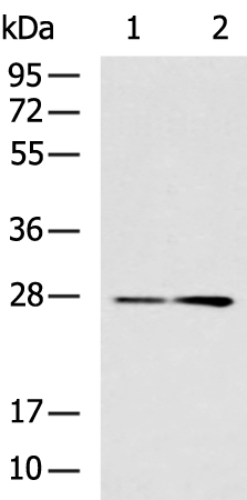Rabbit Polyclonal Antibody to TWSG1