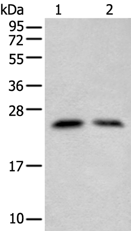 Rabbit Polyclonal Antibody to ZNF22