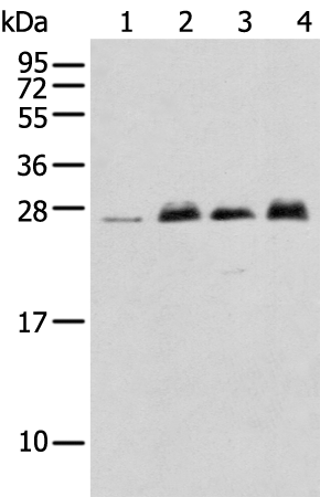 Rabbit Polyclonal Antibody to MOB4