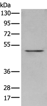 Rabbit Polyclonal Antibody to POLDIP3
