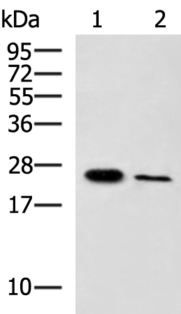Rabbit Polyclonal Antibody to EBI3