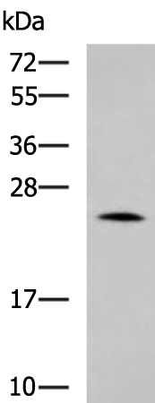 Rabbit Polyclonal Antibody to LYPLA1
