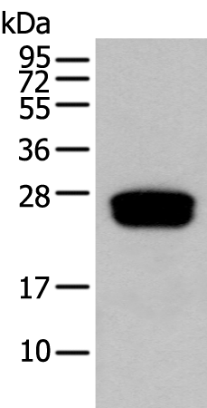 Rabbit Polyclonal Antibody to GLIPR1L1