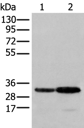 Rabbit Polyclonal Antibody to SFXN1