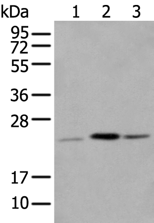 Rabbit Polyclonal Antibody to CBR4