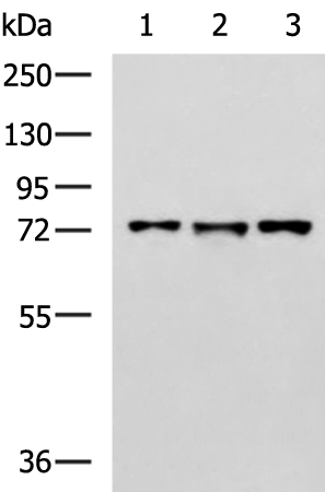 Rabbit Polyclonal Antibody to LRRC45
