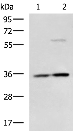 Rabbit Polyclonal Antibody to RWDD1