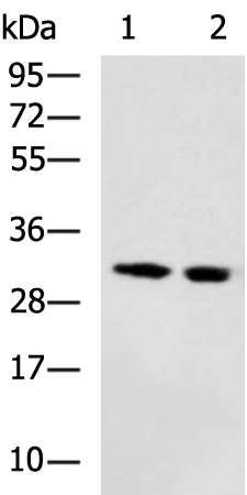 Rabbit Polyclonal Antibody to DECR2