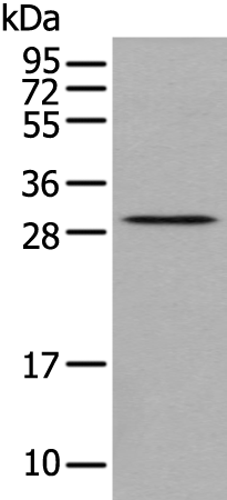 Rabbit Polyclonal Antibody to TPM4