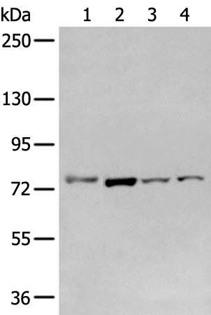 Rabbit Polyclonal Antibody to GCLC