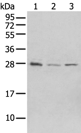 Rabbit Polyclonal Antibody to ASB9