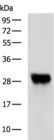 Rabbit Polyclonal Antibody to PRNP