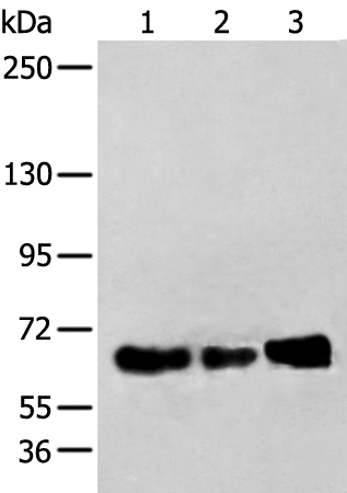 Rabbit Polyclonal Antibody to ZBTB5
