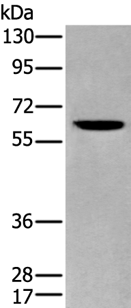 Rabbit Polyclonal Antibody to ZKSCAN1