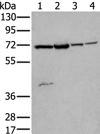 Rabbit Polyclonal Antibody to ZNF131