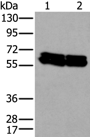 Rabbit Polyclonal Antibody to ZNF207