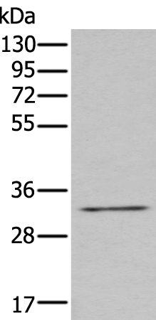 Rabbit Polyclonal Antibody to ZNF346