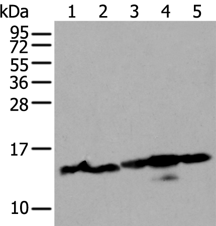 Rabbit Polyclonal Antibody to H3C1