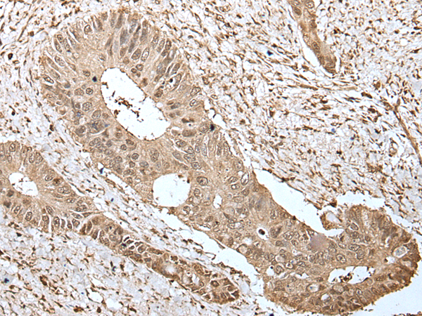 Rabbit Polyclonal Antibody to RBM8A