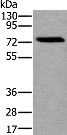 Rabbit Polyclonal Antibody to XPNPEP2