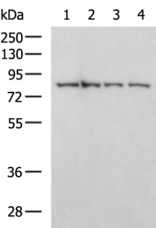 Rabbit Polyclonal Antibody to WASF1