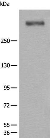 Rabbit Polyclonal Antibody to WDFY4