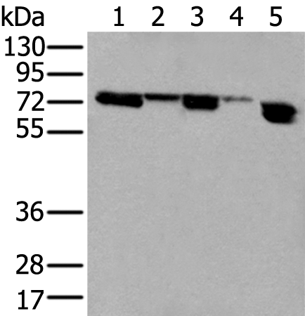 Rabbit Polyclonal Antibody to NELFA