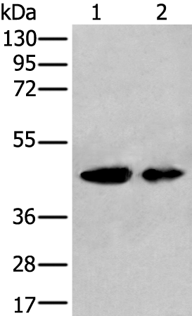 Rabbit Polyclonal Antibody to VASP