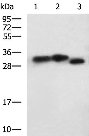 Rabbit Polyclonal Antibody to VDAC1
