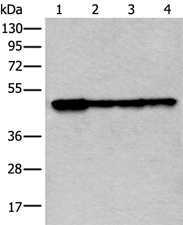 Rabbit Polyclonal Antibody to VRK1