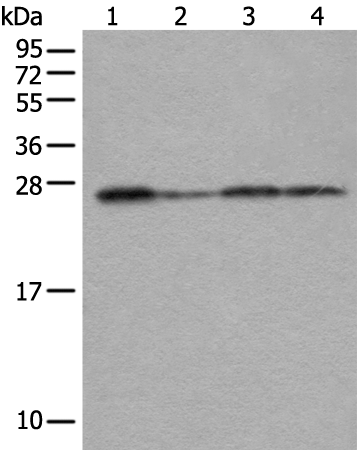 Rabbit Polyclonal Antibody to VTI1A