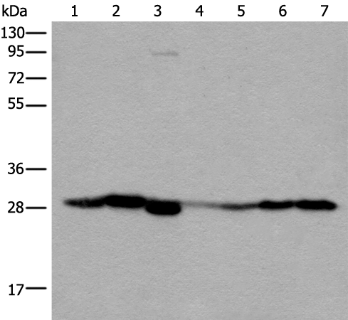 Rabbit Polyclonal Antibody to VTI1B