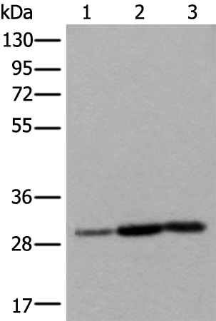 Rabbit Polyclonal Antibody to SNRPA