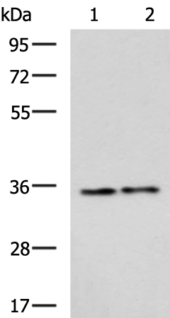 Rabbit Polyclonal Antibody to U2AF1