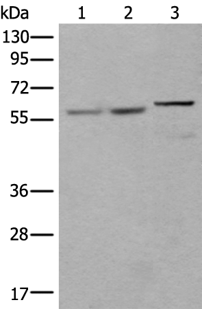 Rabbit Polyclonal Antibody to U2AF2