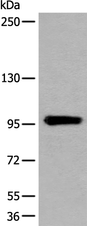Rabbit Polyclonal Antibody to UNC45B