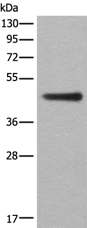 Rabbit Polyclonal Antibody to ASS1