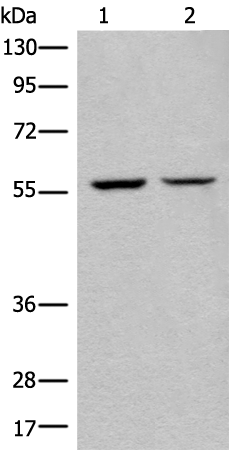 Rabbit Polyclonal Antibody to ATL3