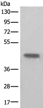 Rabbit Polyclonal Antibody to BHMT2