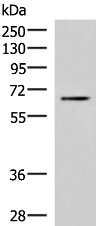 Rabbit Polyclonal Antibody to BRD9