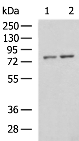 Rabbit Polyclonal Antibody to NCAPH