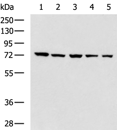 Rabbit Polyclonal Antibody to BTN1A1