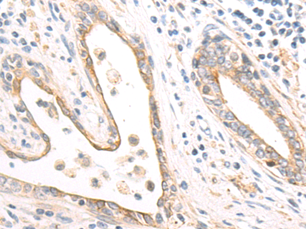 Rabbit Polyclonal Antibody to BTNL8