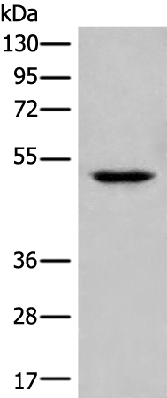 Rabbit Polyclonal Antibody to UBR7