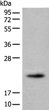 Rabbit Polyclonal Antibody to PRXL2B